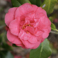 Camellia japonica 'Hippolyte Thoby'