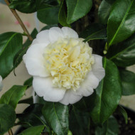 Camellia x williamsii 'Jury's Yellow'