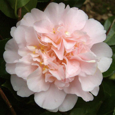 Camellia japonica 'King's Ransom'