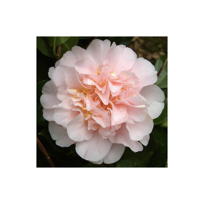 Camellia japonica 'King's Ransom'