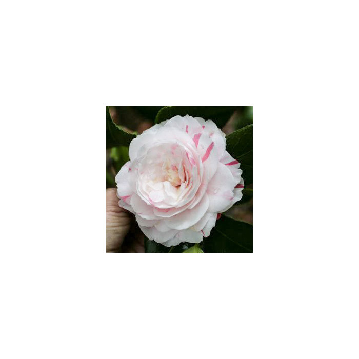 Camellia japonica 'Angela Cocchi'