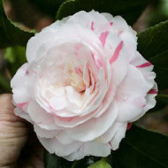 Camellia japonica 'Angela Cocchi'