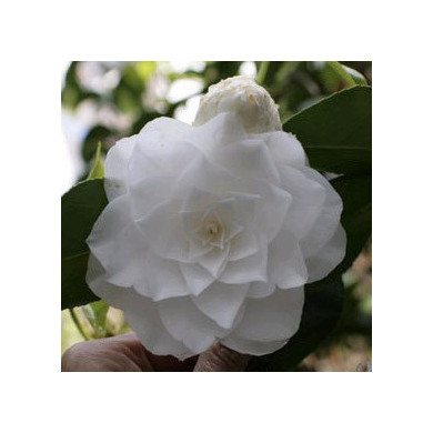 Camellia japonica 'Sea Foam'