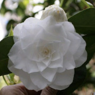 Camellia japonica 'Sea Foam'
