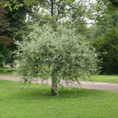 Pyrus salicifolia 'Pendula'