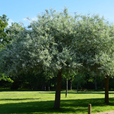 Pyrus salicifolia 'Pendula'