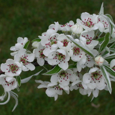 Pyrus salicifolia 'Pendula'