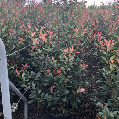 Photinia x fraseri 'Carré Rouge'