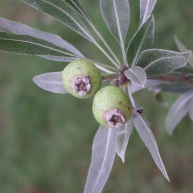 Pyrus salicifolia 'Pendula'