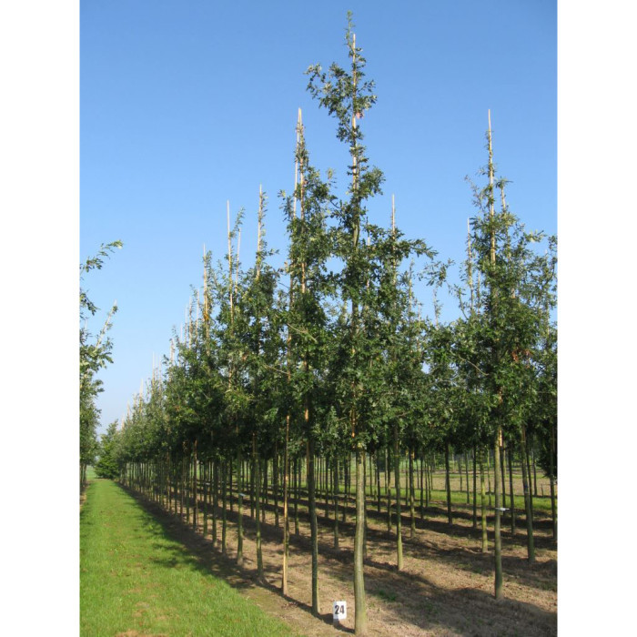 Quercus cerris