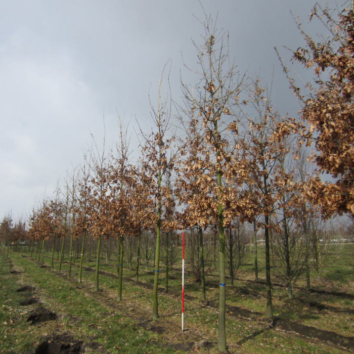 Quercus cerris