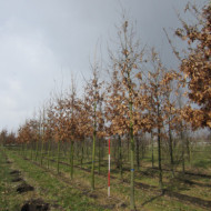 Quercus cerris