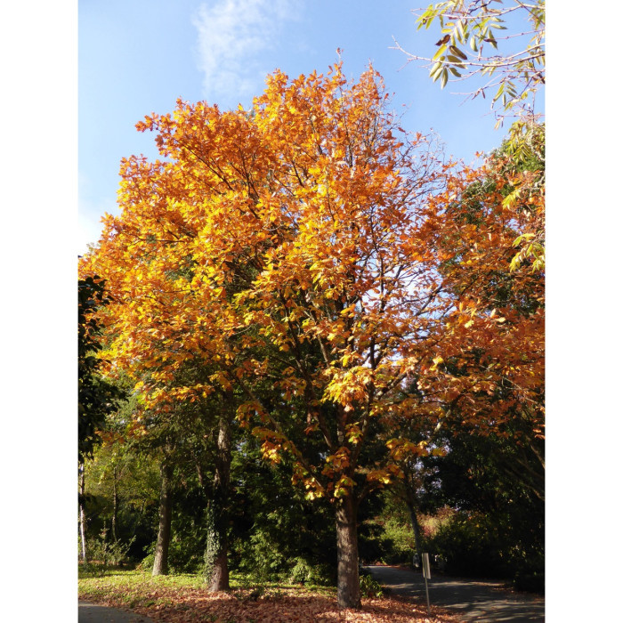 Quercus frainetto