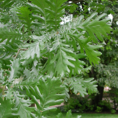 Quercus frainetto