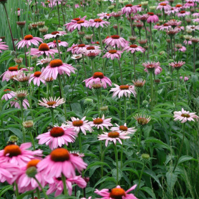 Echinacea purpurea
