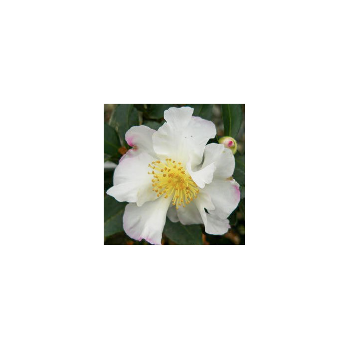 Camellia sasanqua 'Paradise Vanessa'