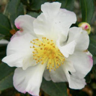 Camellia sasanqua 'Paradise Vanessa'