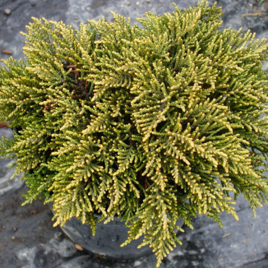 Hebe ochracea 'James Stirling'