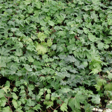 Hedera helix 'Green Ripple'