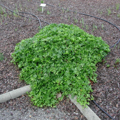 Hedera helix 'Green Ripple'
