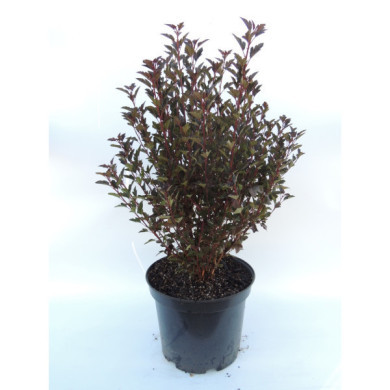 Physocarpus opulifolius Little Devil® 'Donna May' c.o.v.