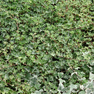 Hedera helix 'Ivalace'