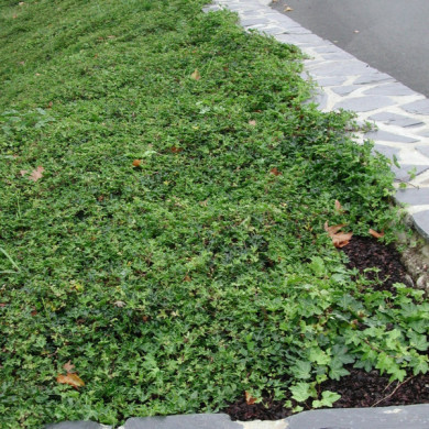 Hedera helix 'Ivalace'