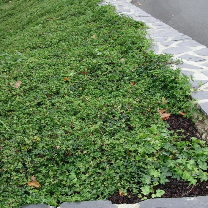 Hedera helix 'Ivalace'