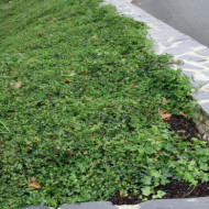 Hedera helix 'Ivalace'