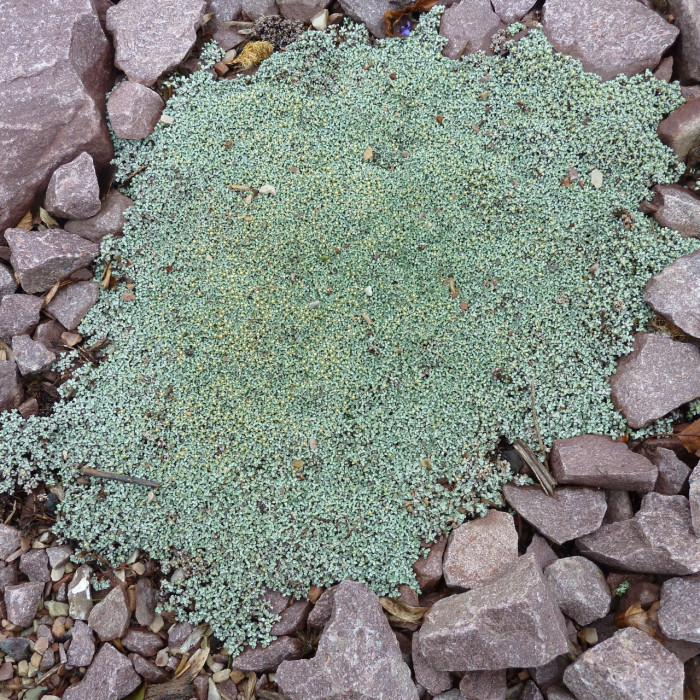 Raoulia australis