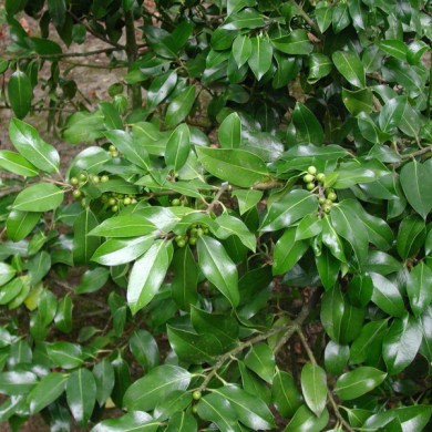 Ilex x altaclerensis 'Camelliifolia'