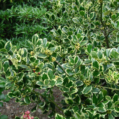 Ilex x altaclerensis 'Golden King'