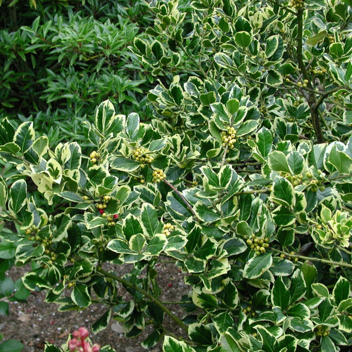 Ilex x altaclerensis 'Golden King'