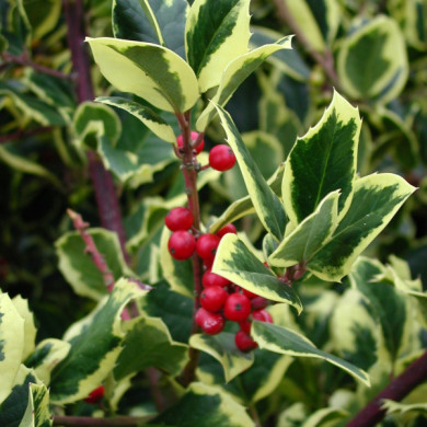 Ilex x altaclerensis 'Golden King'