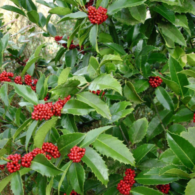 Ilex aquifolium 'Castanaefolia'