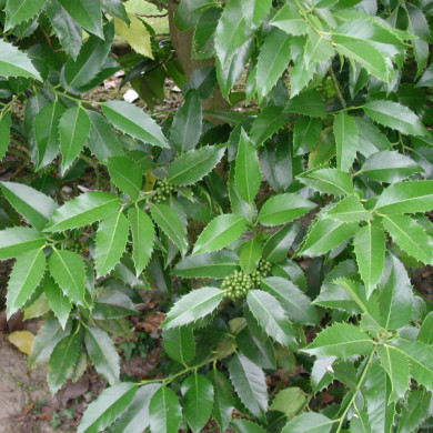 Ilex aquifolium 'Castanaefolia'