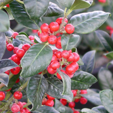 Ilex aquifolium 'J.C. van Tol'