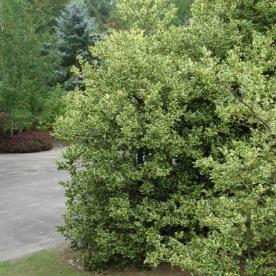 Ilex aquifolium 'Madame Briot'