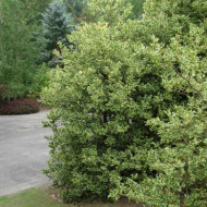 Ilex aquifolium 'Madame Briot'