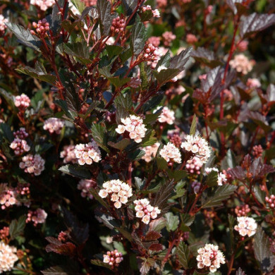 Physocarpus opulifolius Little Devil® 'Donna May' c.o.v.