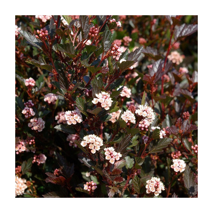 Physocarpus opulifolius Little Devil® 'Donna May' c.o.v.