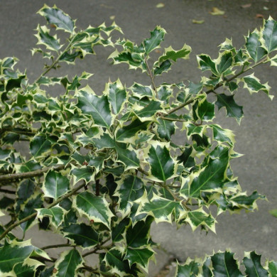Ilex aquifolium 'Madame Briot'
