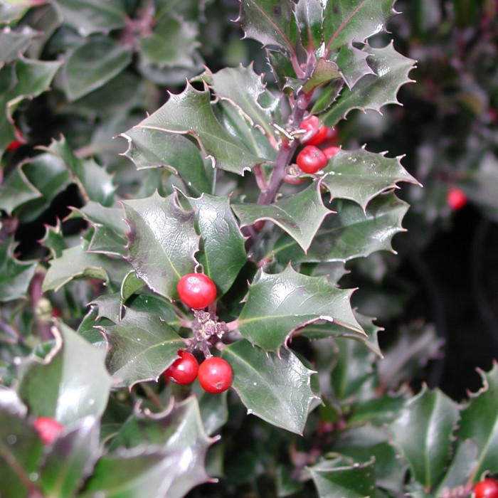 Ilex x meserveae Blue Angel® 'Conang'