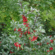 Ilex x meserveae Blue Prince® 'Conablu'