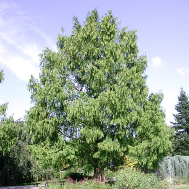 Metasequoia glyptostroboides