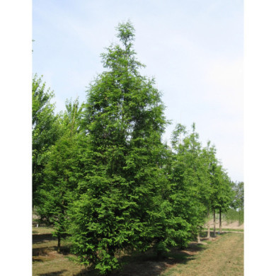 Metasequoia glyptostroboides