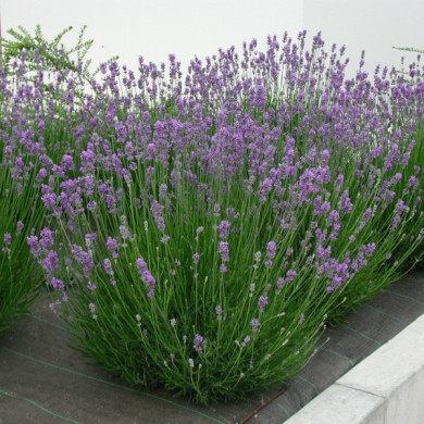 Lavandula angustifolia 'Munstead'