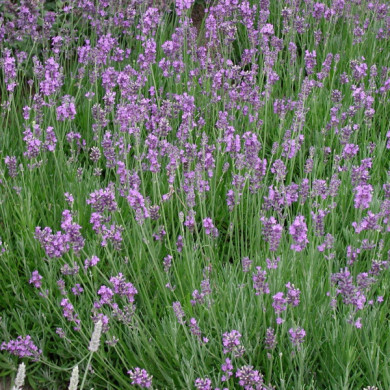 Lavandula angustifolia 'Munstead'