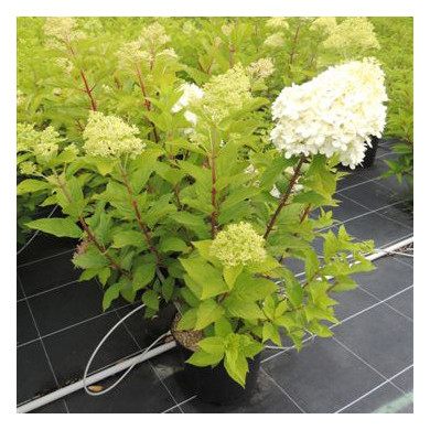 Hydrangea paniculata Limelight c.o.v.
