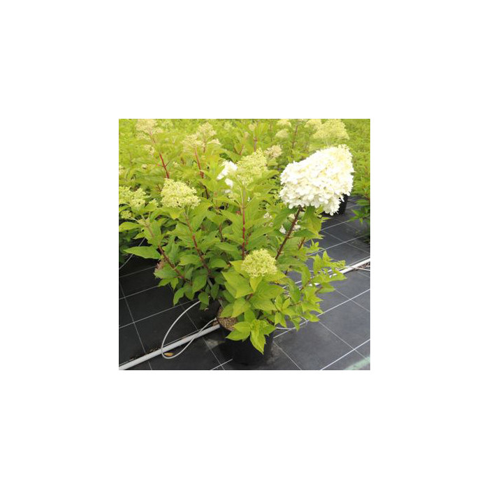 Hydrangea paniculata Limelight c.o.v.